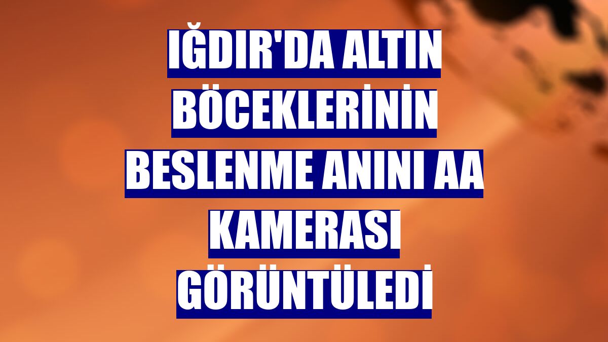 Iğdır'da altın böceklerinin beslenme anını AA kamerası görüntüledi