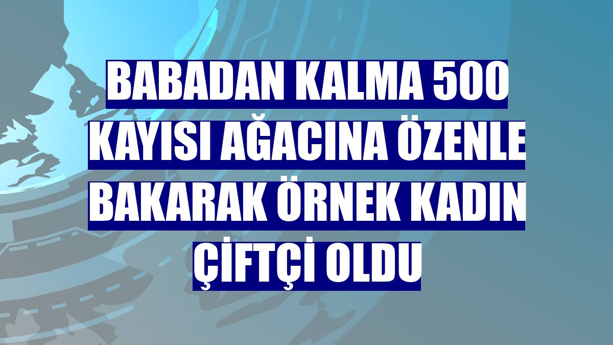 Babadan kalma 500 kayısı ağacına özenle bakarak örnek kadın çiftçi oldu