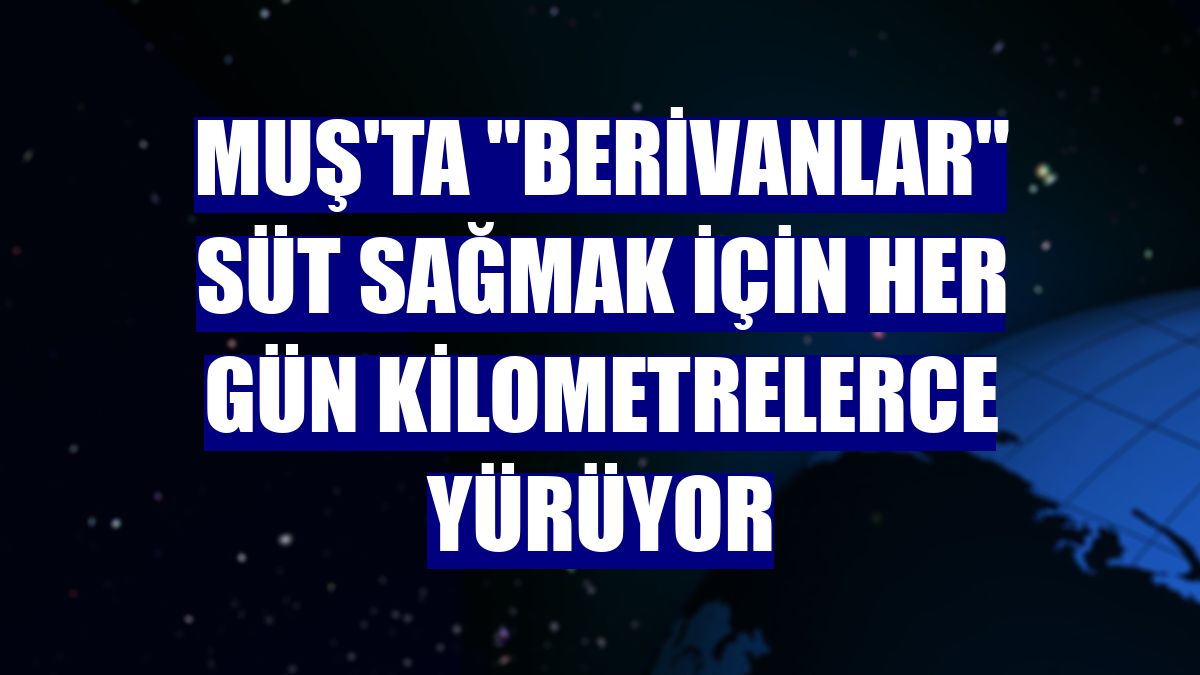 Muş'ta "berivanlar" süt sağmak için her gün kilometrelerce yürüyor
