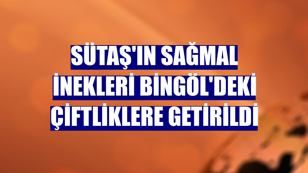 SÜTAŞ'ın sağmal inekleri Bingöl'deki çiftliklere getirildi