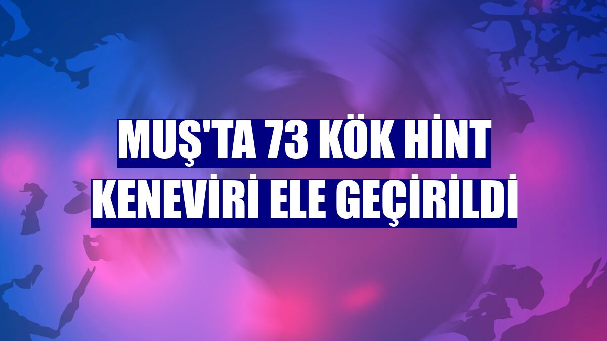 Muş'ta 73 kök Hint keneviri ele geçirildi