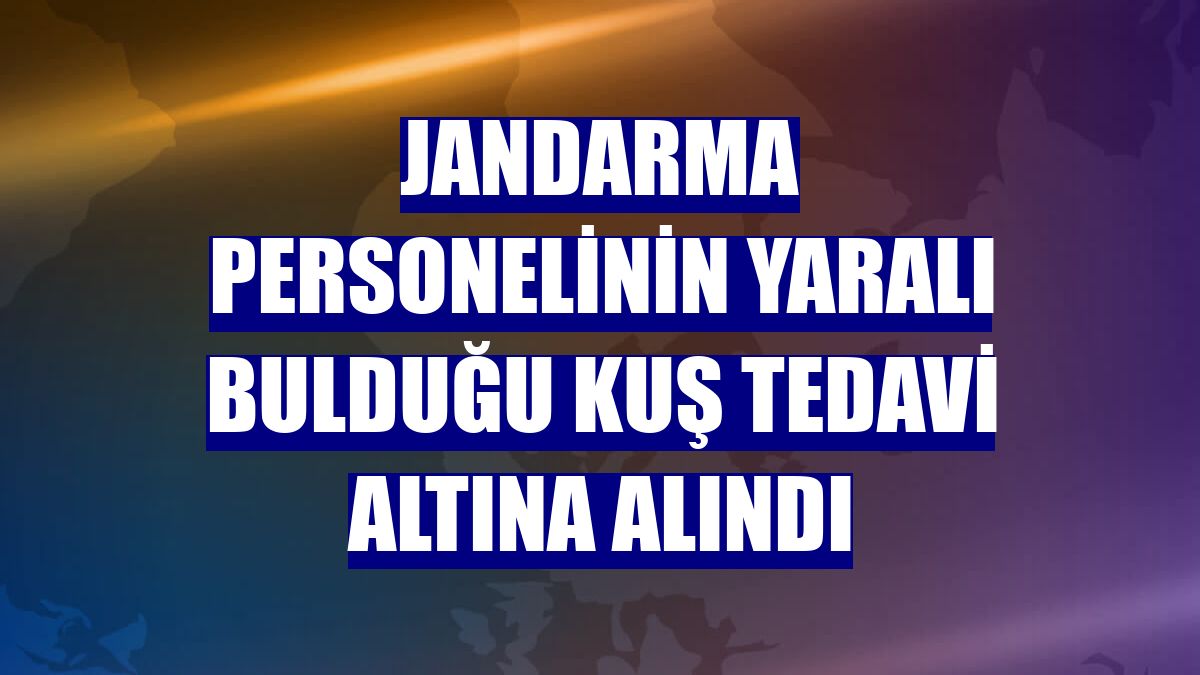 Jandarma personelinin yaralı bulduğu kuş tedavi altına alındı