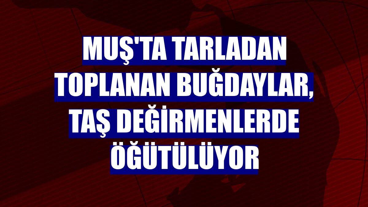 Muş'ta tarladan toplanan buğdaylar, taş değirmenlerde öğütülüyor