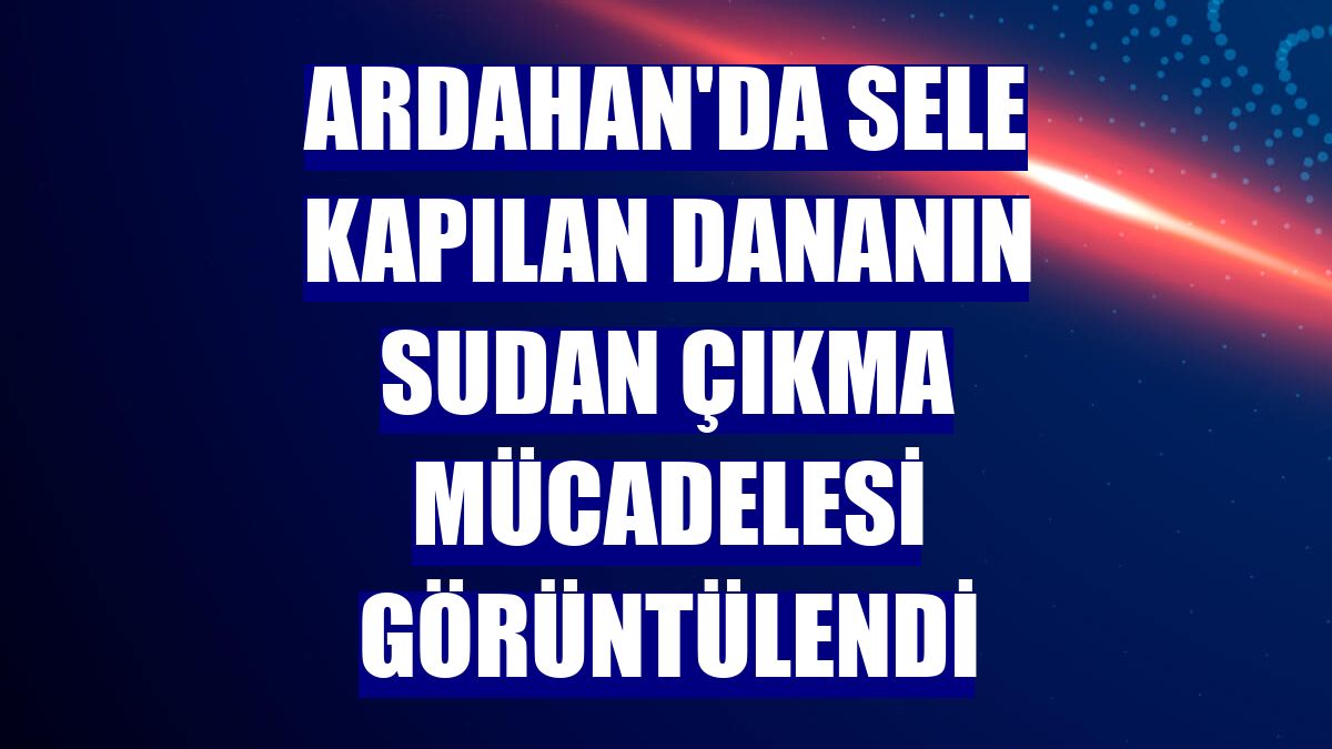 Ardahan'da sele kapılan dananın sudan çıkma mücadelesi görüntülendi