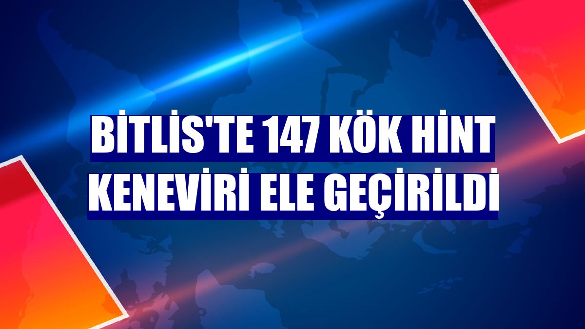 Bitlis'te 147 kök Hint keneviri ele geçirildi