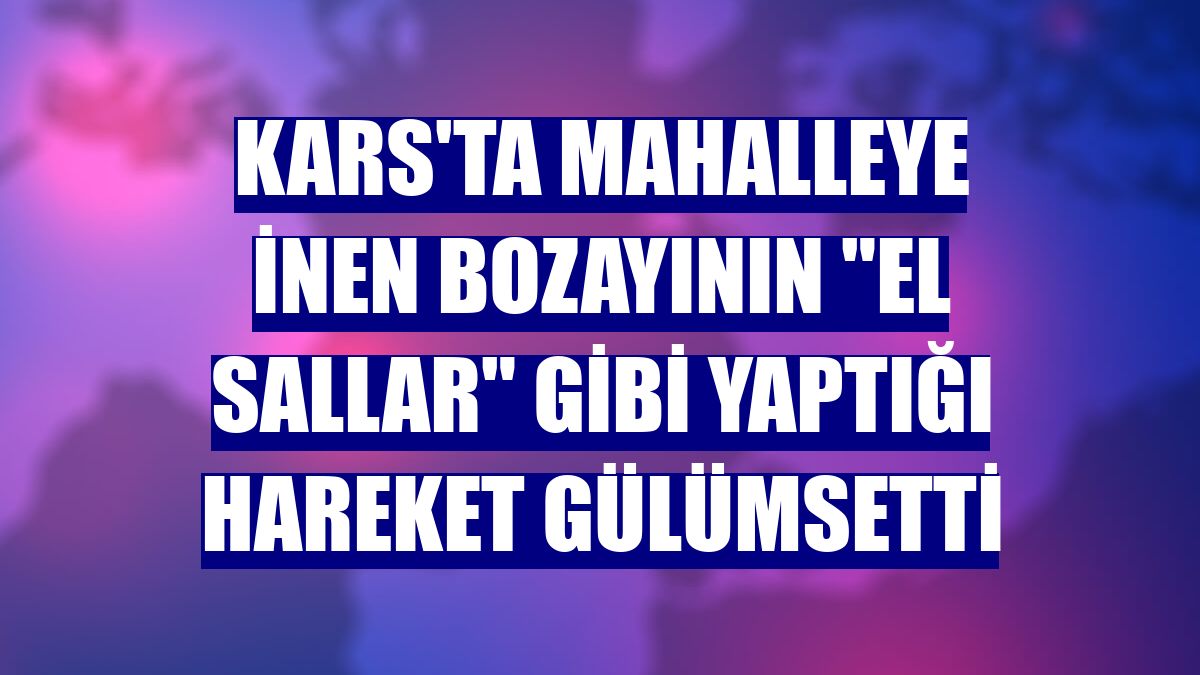 Kars'ta mahalleye inen bozayının "el sallar" gibi yaptığı hareket gülümsetti