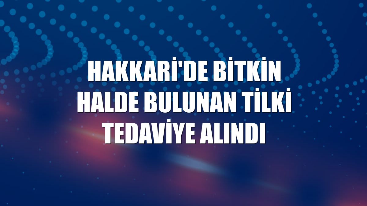 Hakkari'de bitkin halde bulunan tilki tedaviye alındı