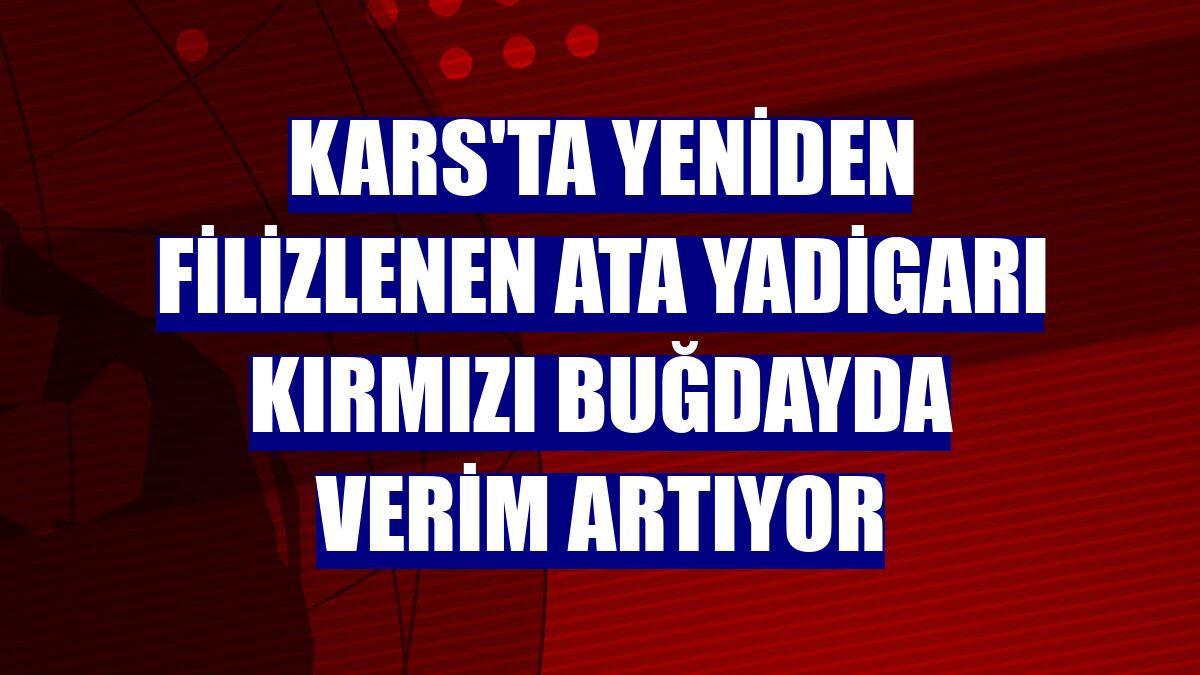 Kars'ta yeniden filizlenen ata yadigarı kırmızı buğdayda verim artıyor