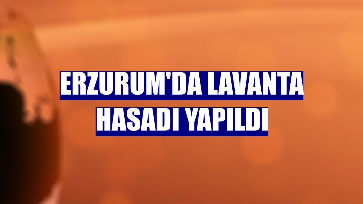 Erzurum'da lavanta hasadı yapıldı