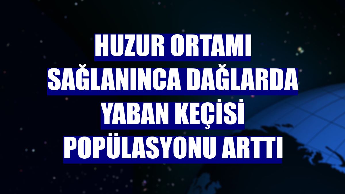 Huzur ortamı sağlanınca dağlarda yaban keçisi popülasyonu arttı