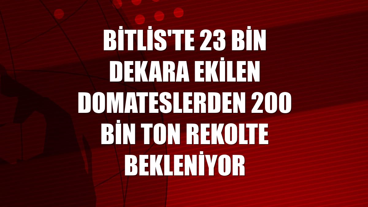 Bitlis'te 23 bin dekara ekilen domateslerden 200 bin ton rekolte bekleniyor