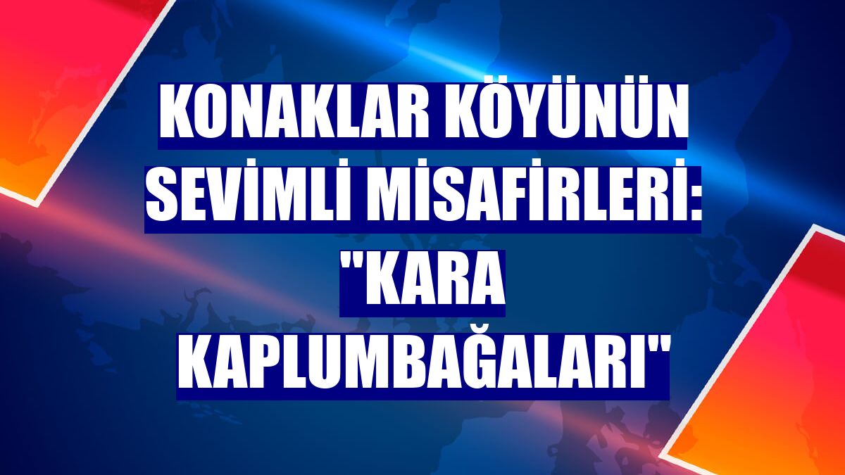 Konaklar köyünün sevimli misafirleri: "kara kaplumbağaları"