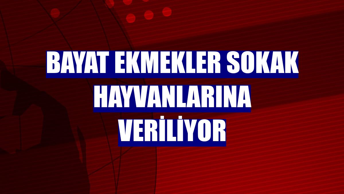Bayat ekmekler sokak hayvanlarına veriliyor