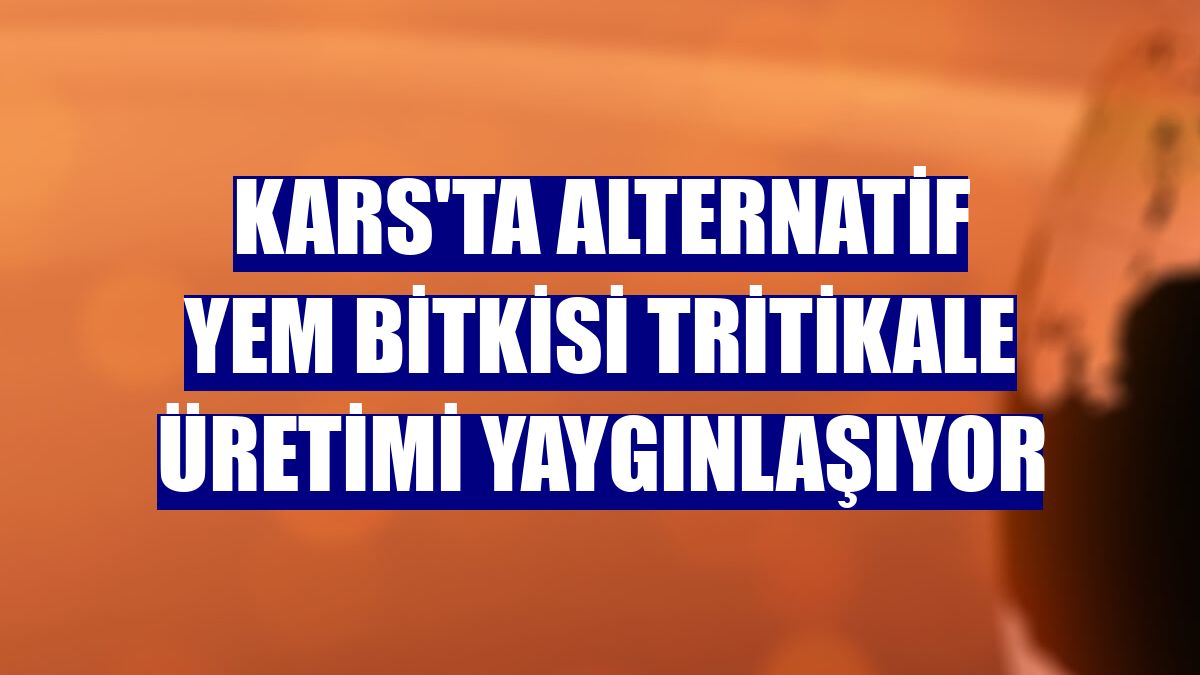 Kars'ta alternatif yem bitkisi tritikale üretimi yaygınlaşıyor