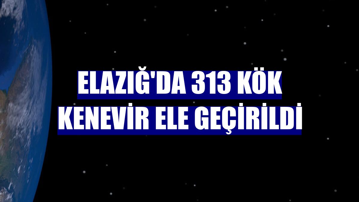 Elazığ'da 313 kök kenevir ele geçirildi