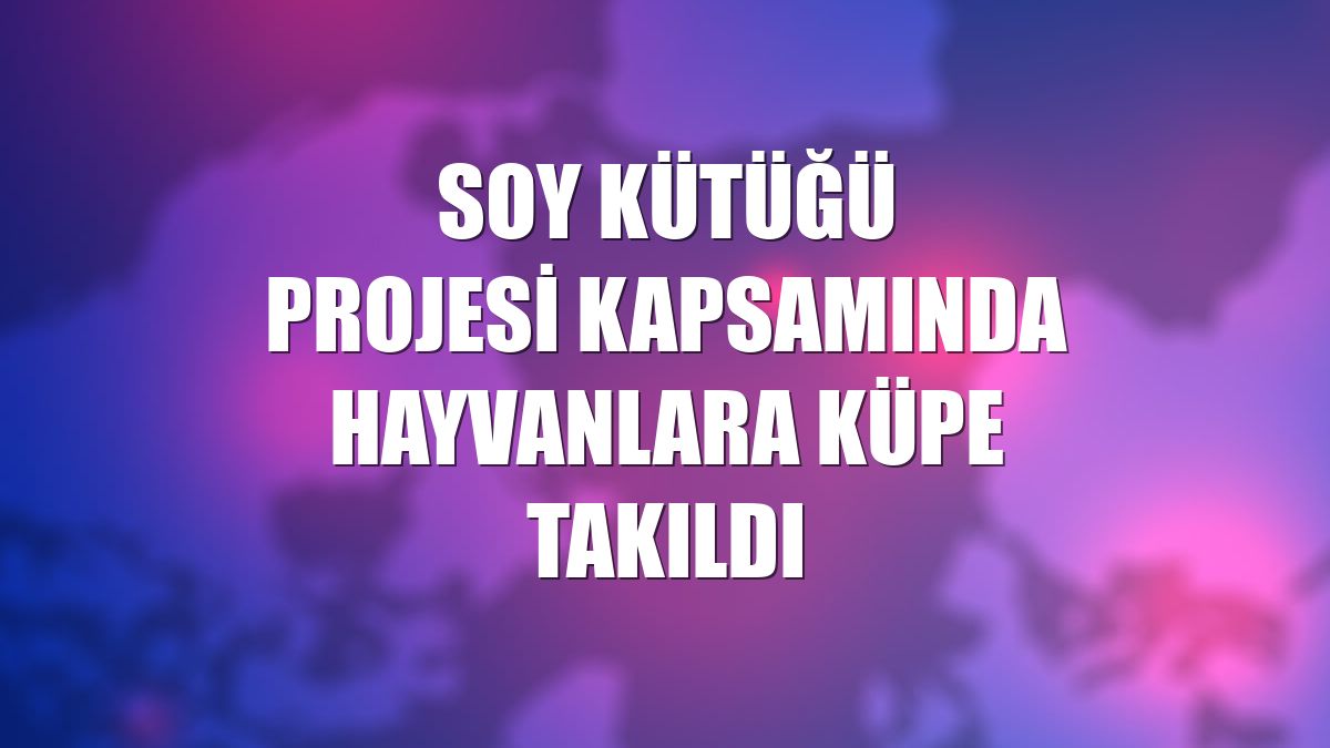 Soy Kütüğü Projesi kapsamında hayvanlara küpe takıldı