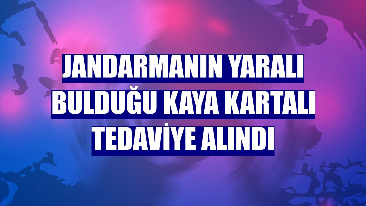 Jandarmanın yaralı bulduğu kaya kartalı tedaviye alındı