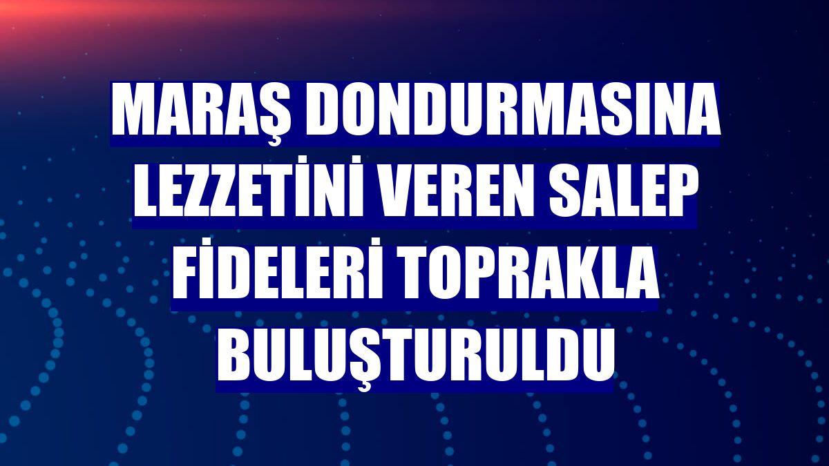 Maraş dondurmasına lezzetini veren salep fideleri toprakla buluşturuldu