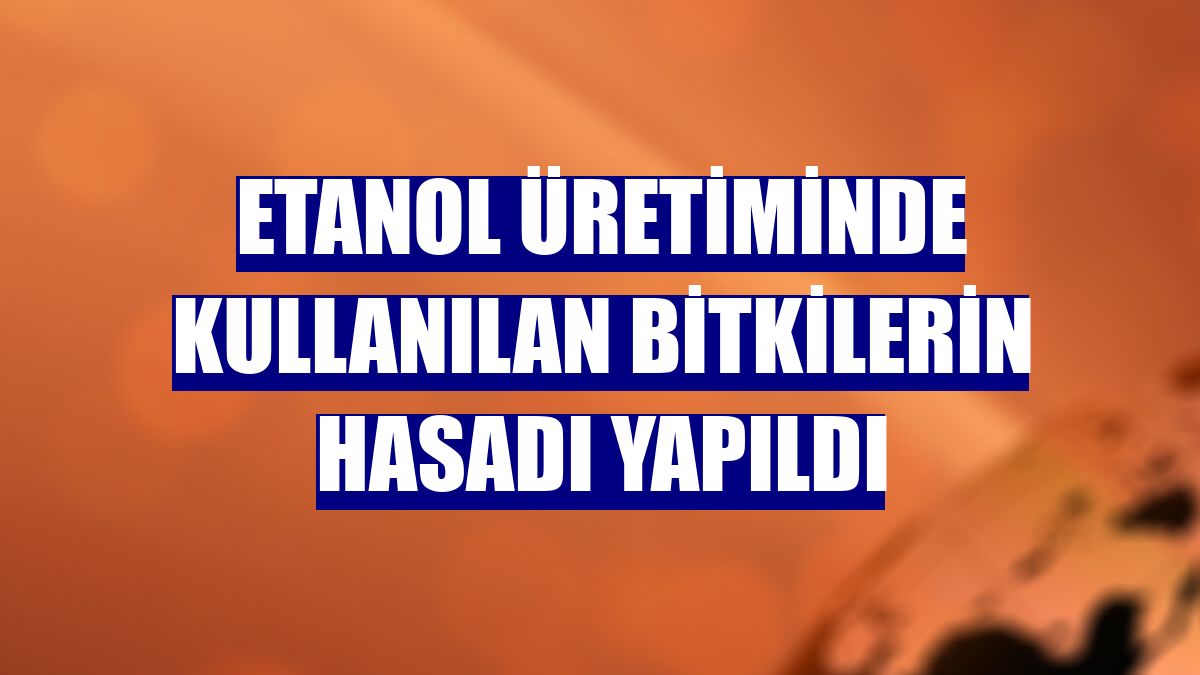 Etanol üretiminde kullanılan bitkilerin hasadı yapıldı