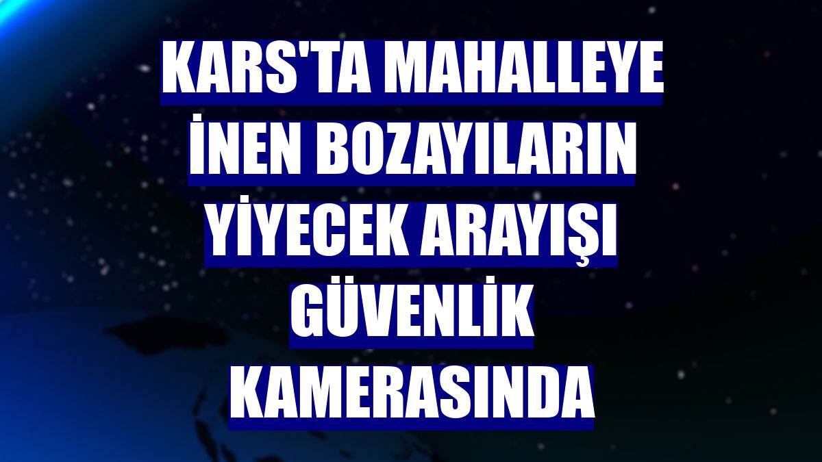 Kars'ta mahalleye inen bozayıların yiyecek arayışı güvenlik kamerasında