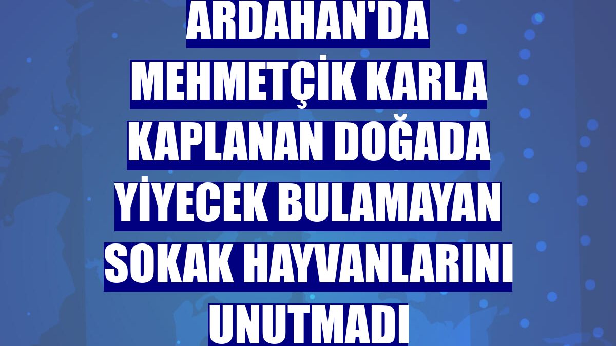Ardahan'da Mehmetçik karla kaplanan doğada yiyecek bulamayan sokak hayvanlarını unutmadı