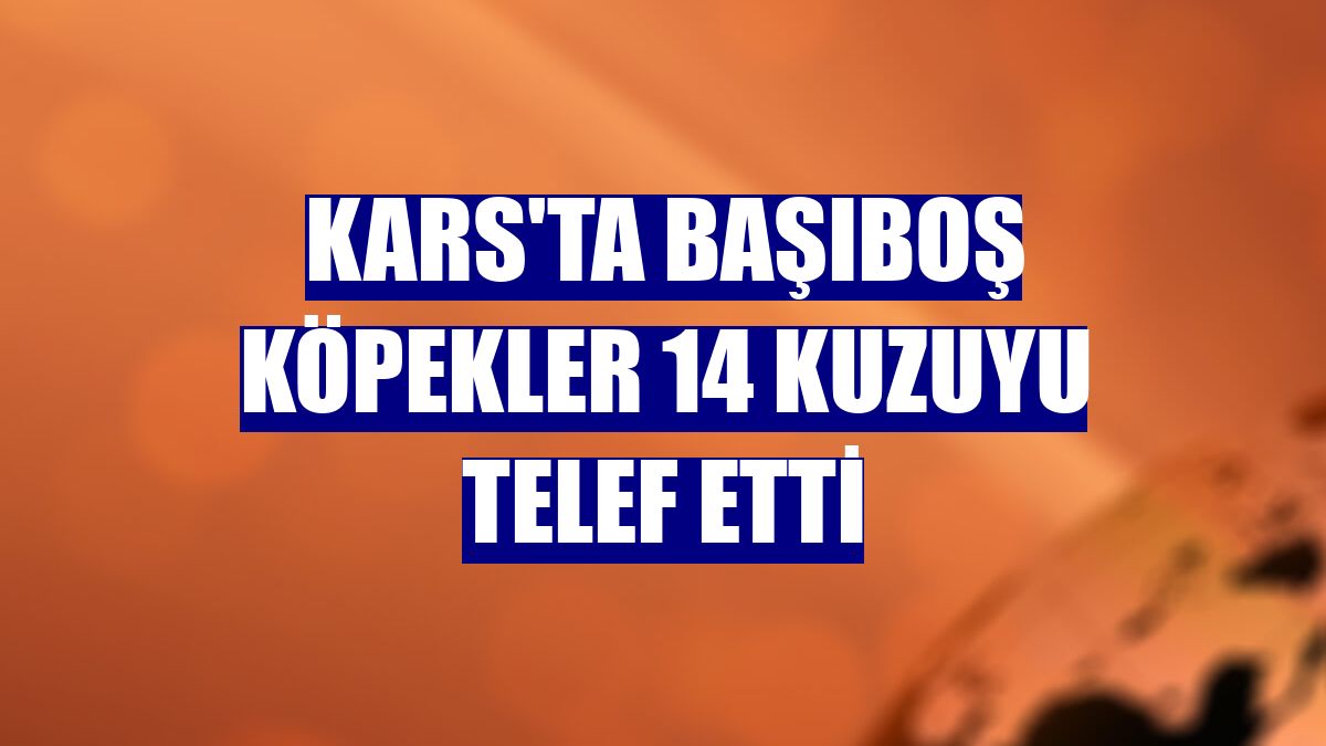 Kars'ta başıboş köpekler 14 kuzuyu telef etti