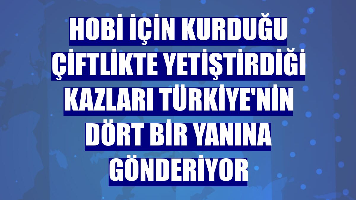 Hobi için kurduğu çiftlikte yetiştirdiği kazları Türkiye'nin dört bir yanına gönderiyor