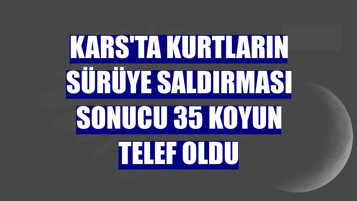 Kars'ta kurtların sürüye saldırması sonucu 35 koyun telef oldu