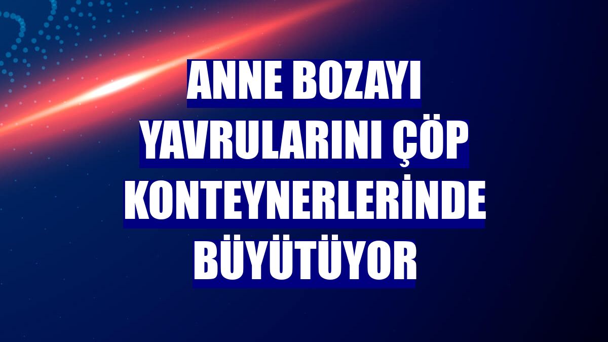 Anne bozayı yavrularını çöp konteynerlerinde büyütüyor