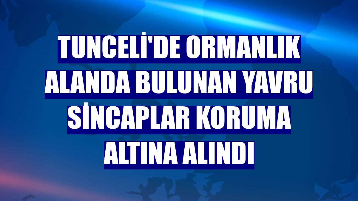 Tunceli'de ormanlık alanda bulunan yavru sincaplar koruma altına alındı