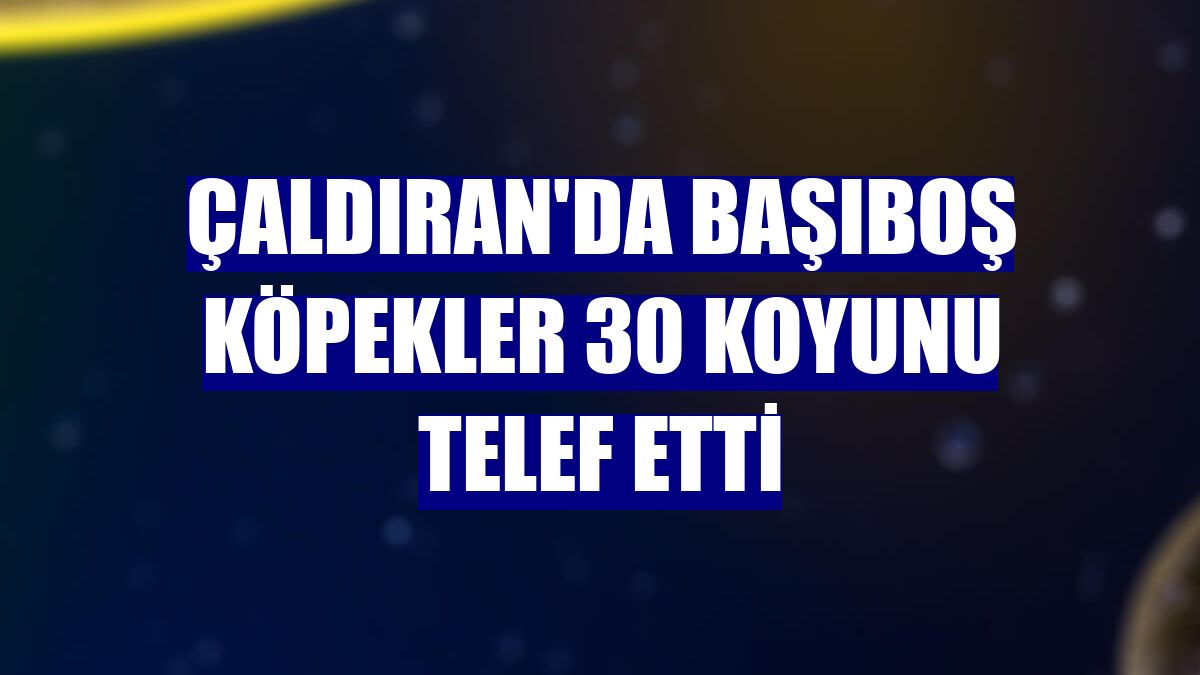 Çaldıran'da başıboş köpekler 30 koyunu telef etti