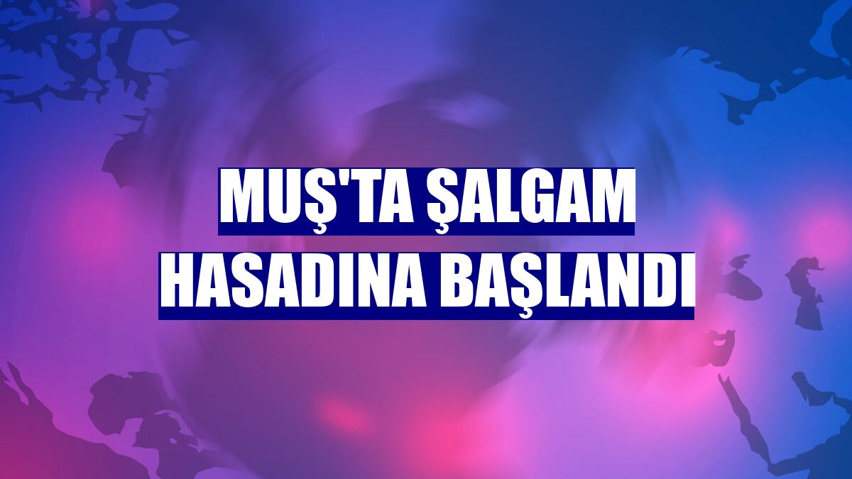 Muş'ta şalgam hasadına başlandı