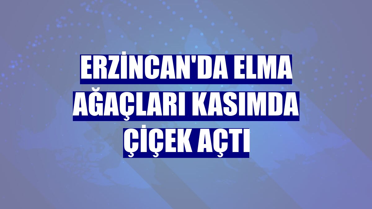 Erzincan'da elma ağaçları kasımda çiçek açtı