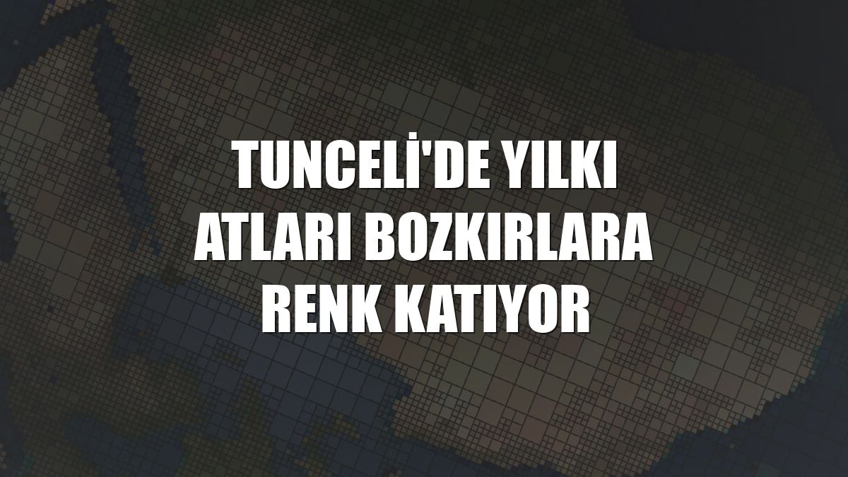 Tunceli'de yılkı atları bozkırlara renk katıyor