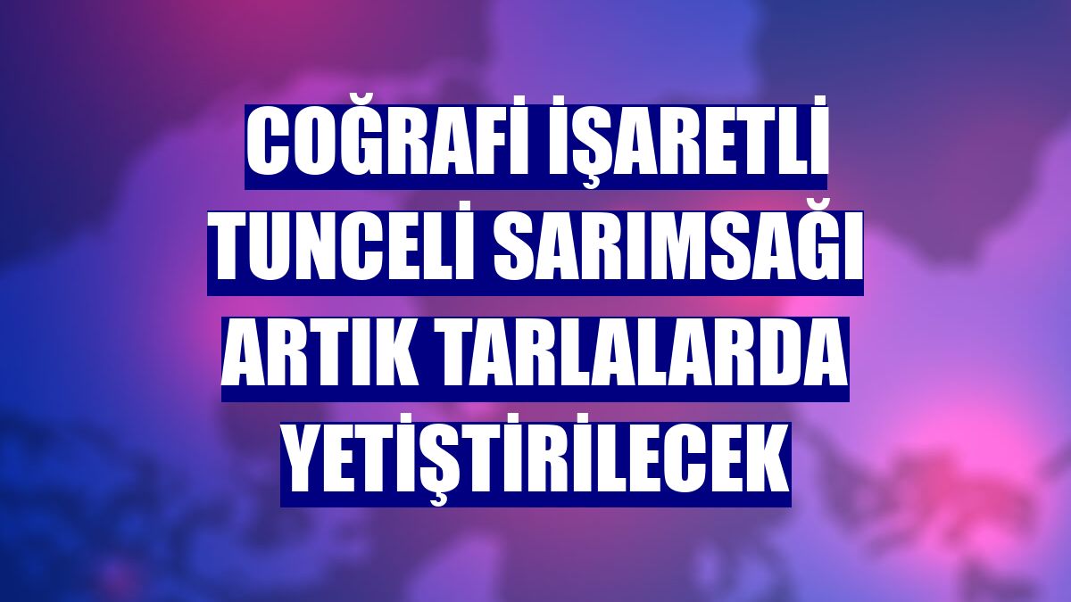 Coğrafi işaretli Tunceli sarımsağı artık tarlalarda yetiştirilecek