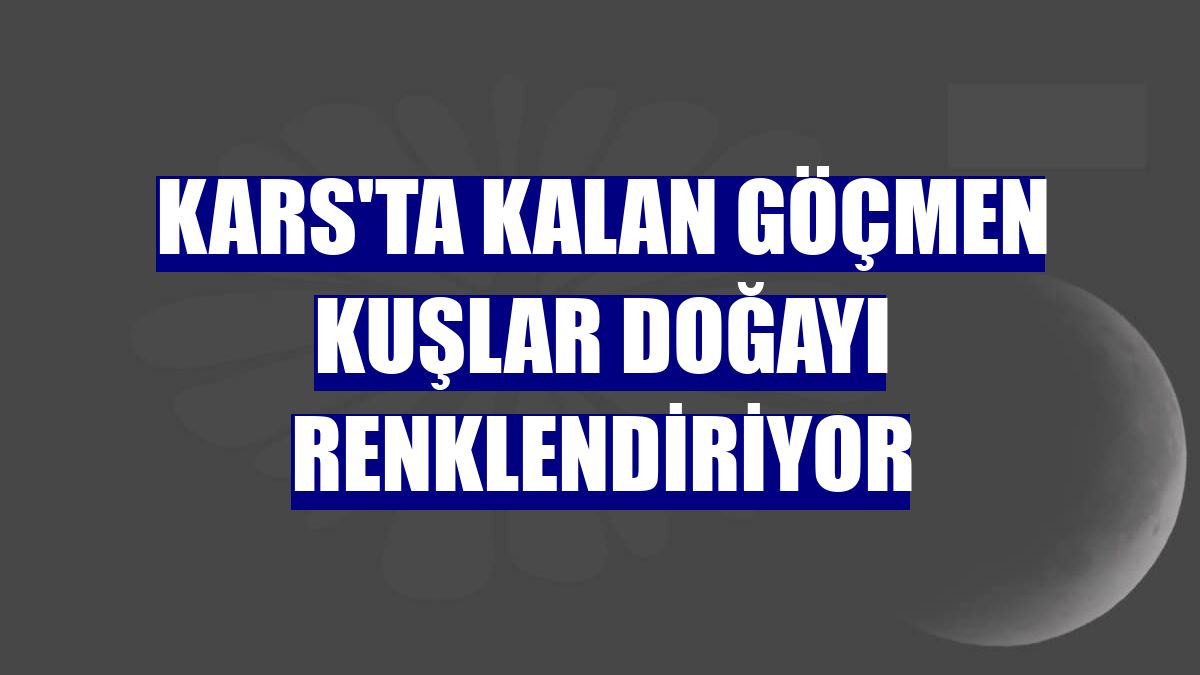 Kars'ta kalan göçmen kuşlar doğayı renklendiriyor
