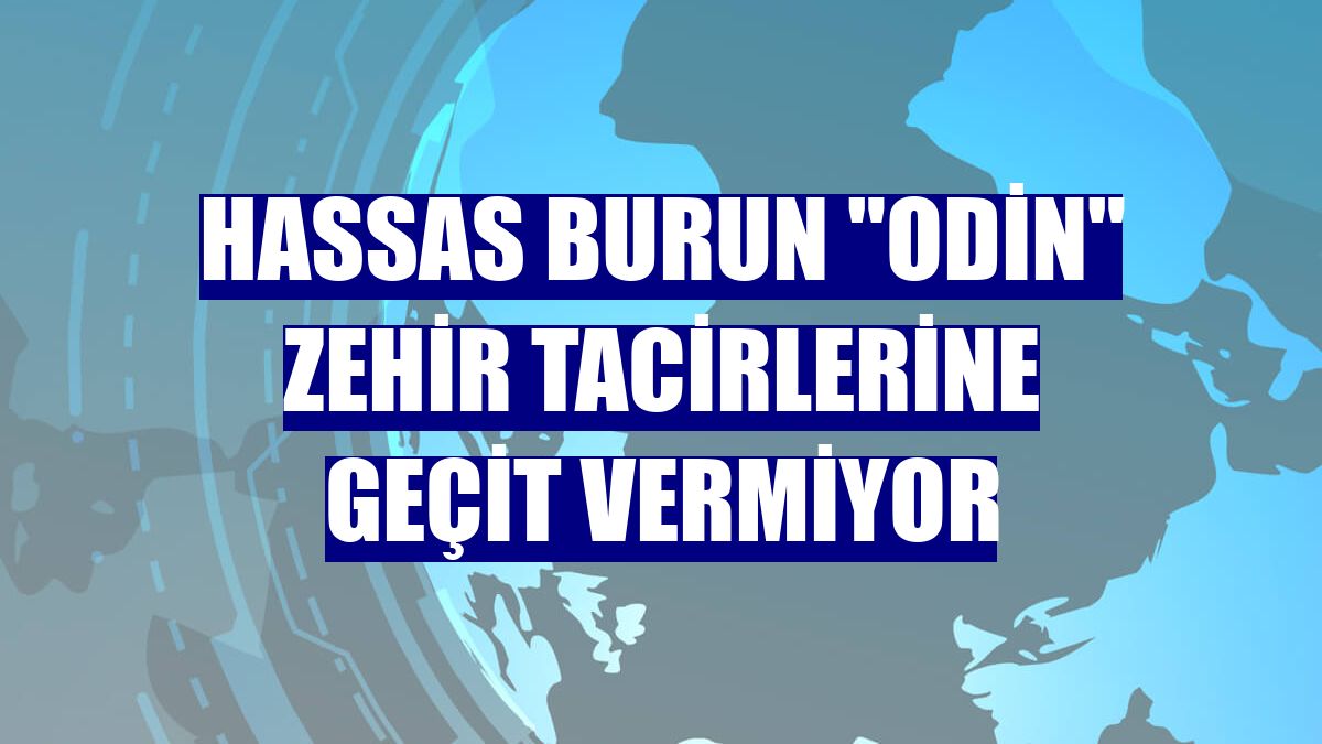 Hassas burun "Odin" zehir tacirlerine geçit vermiyor