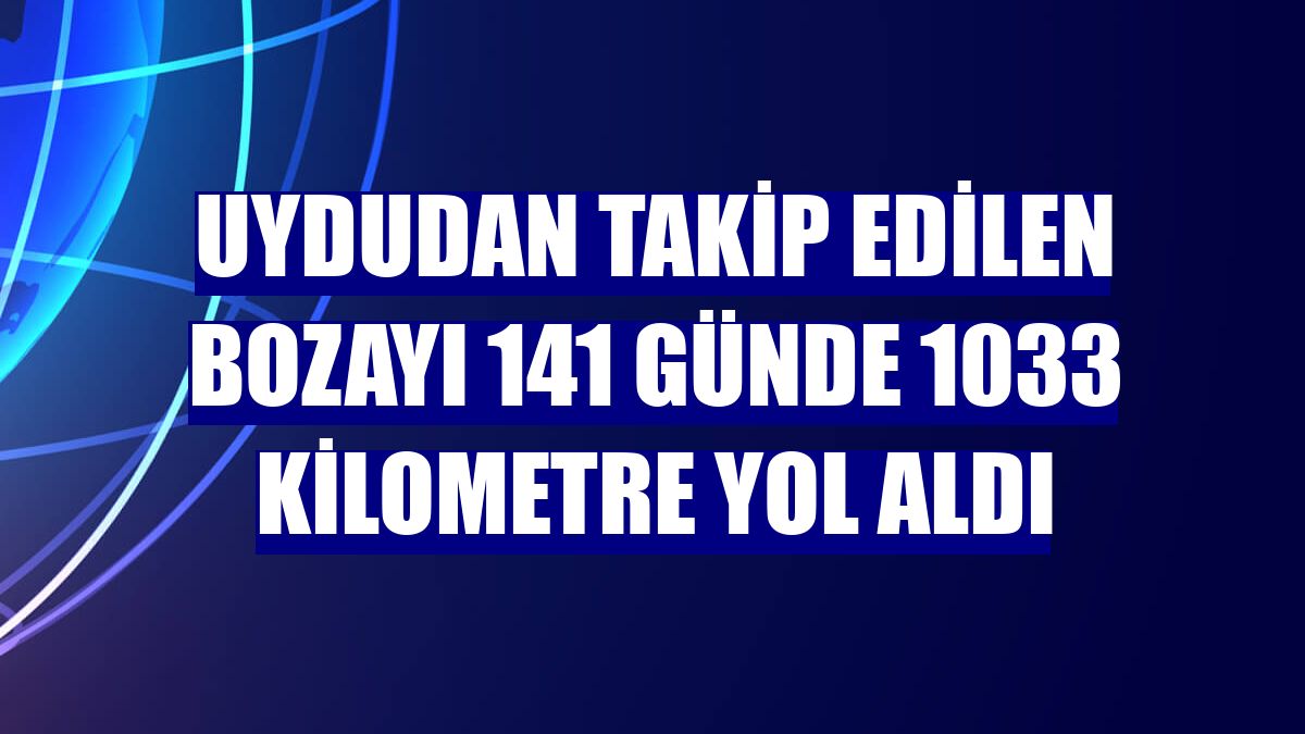 Uydudan takip edilen bozayı 141 günde 1033 kilometre yol aldı