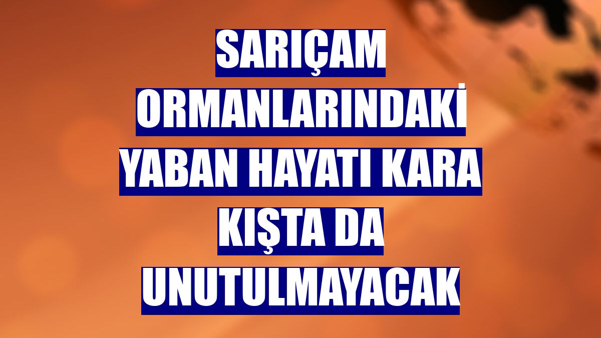 Sarıçam ormanlarındaki yaban hayatı kara kışta da unutulmayacak