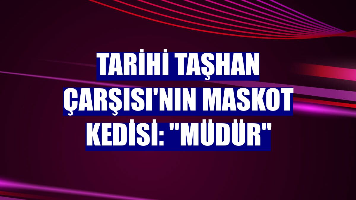 Tarihi Taşhan Çarşısı'nın maskot kedisi: "Müdür"