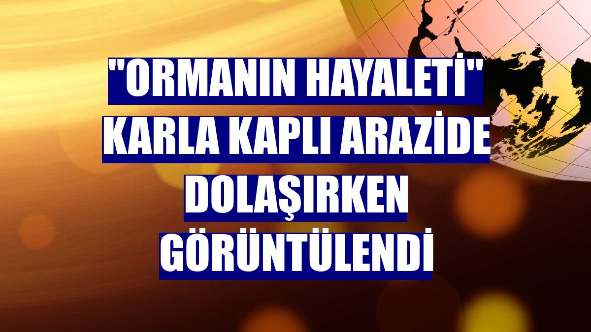 "Ormanın hayaleti" karla kaplı arazide dolaşırken görüntülendi