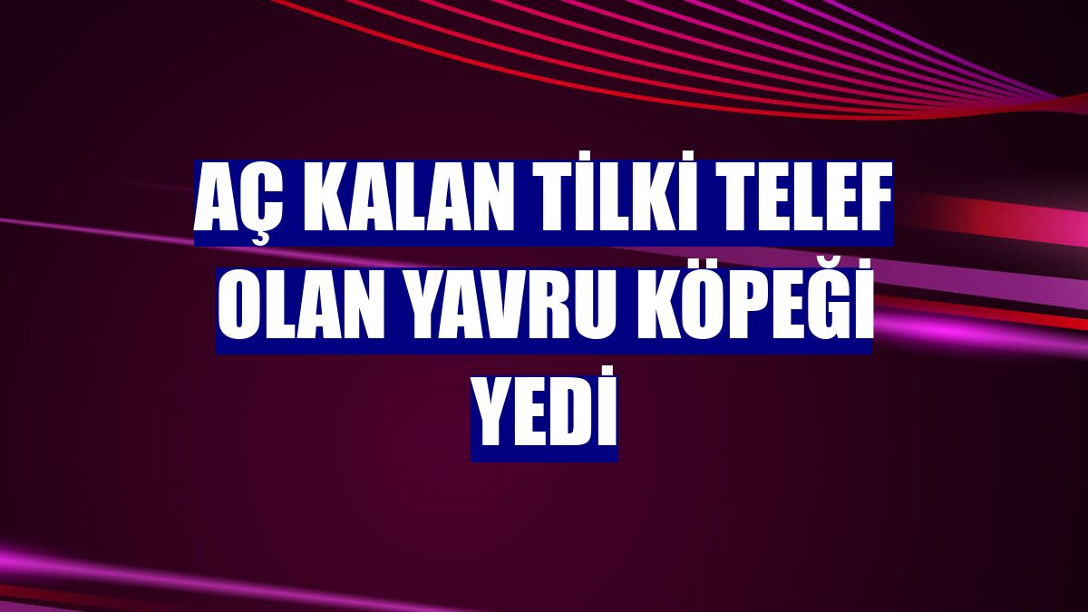 Aç kalan tilki telef olan yavru köpeği yedi