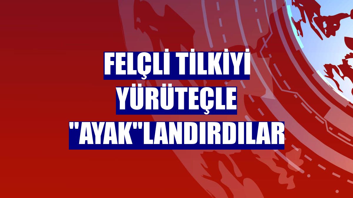 Felçli tilkiyi yürüteçle "ayak"landırdılar