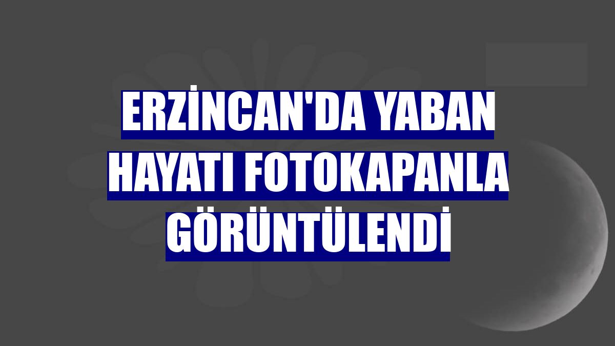 Erzincan'da yaban hayatı fotokapanla görüntülendi