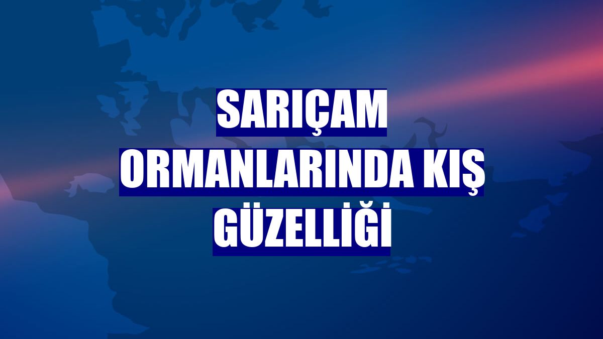 Sarıçam ormanlarında kış güzelliği