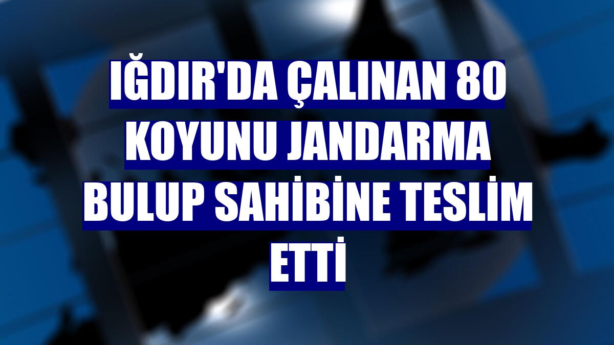 Iğdır'da çalınan 80 koyunu jandarma bulup sahibine teslim etti