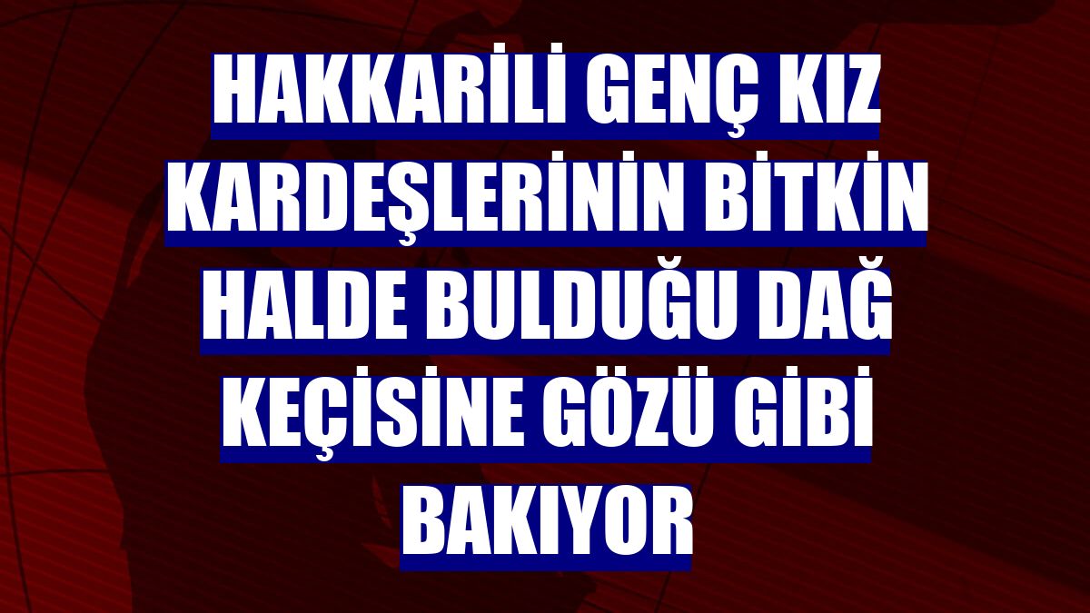 Hakkarili genç kız kardeşlerinin bitkin halde bulduğu dağ keçisine gözü gibi bakıyor