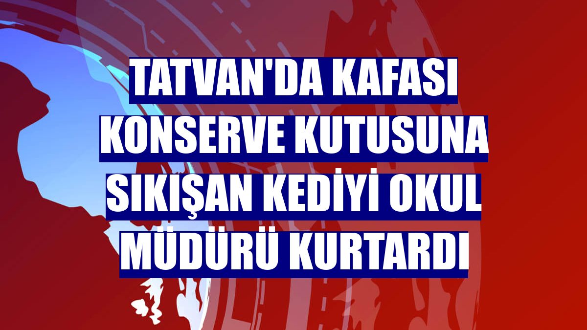 Tatvan'da kafası konserve kutusuna sıkışan kediyi okul müdürü kurtardı