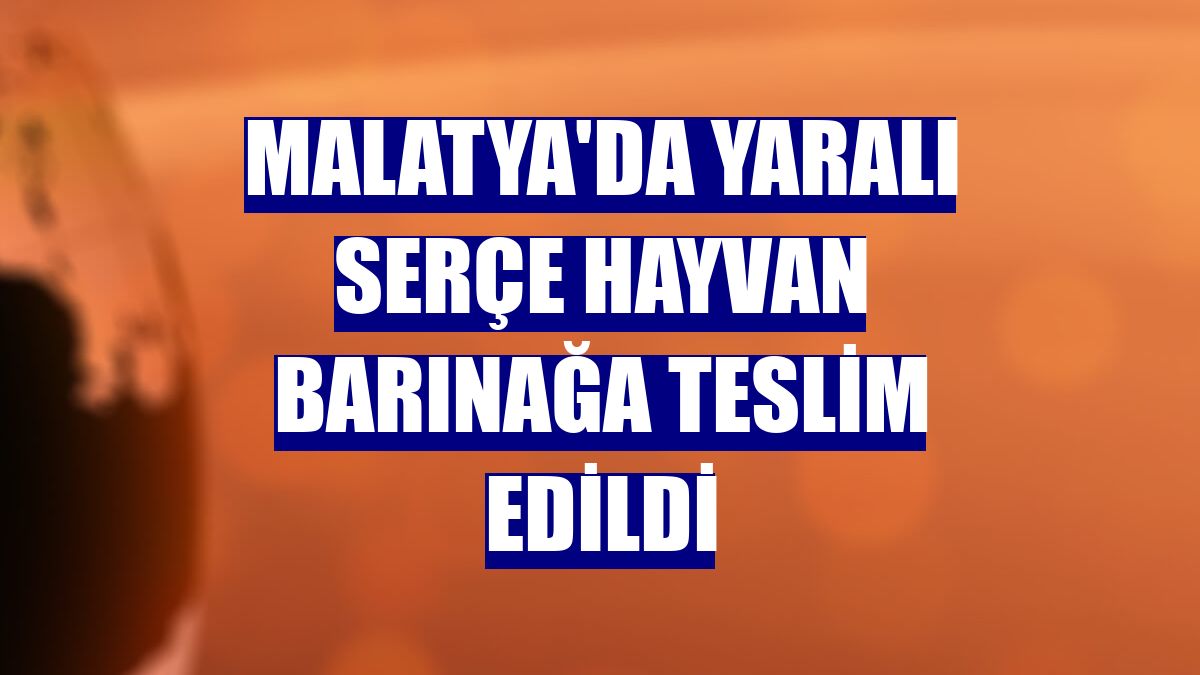 Malatya'da yaralı serçe hayvan barınağa teslim edildi