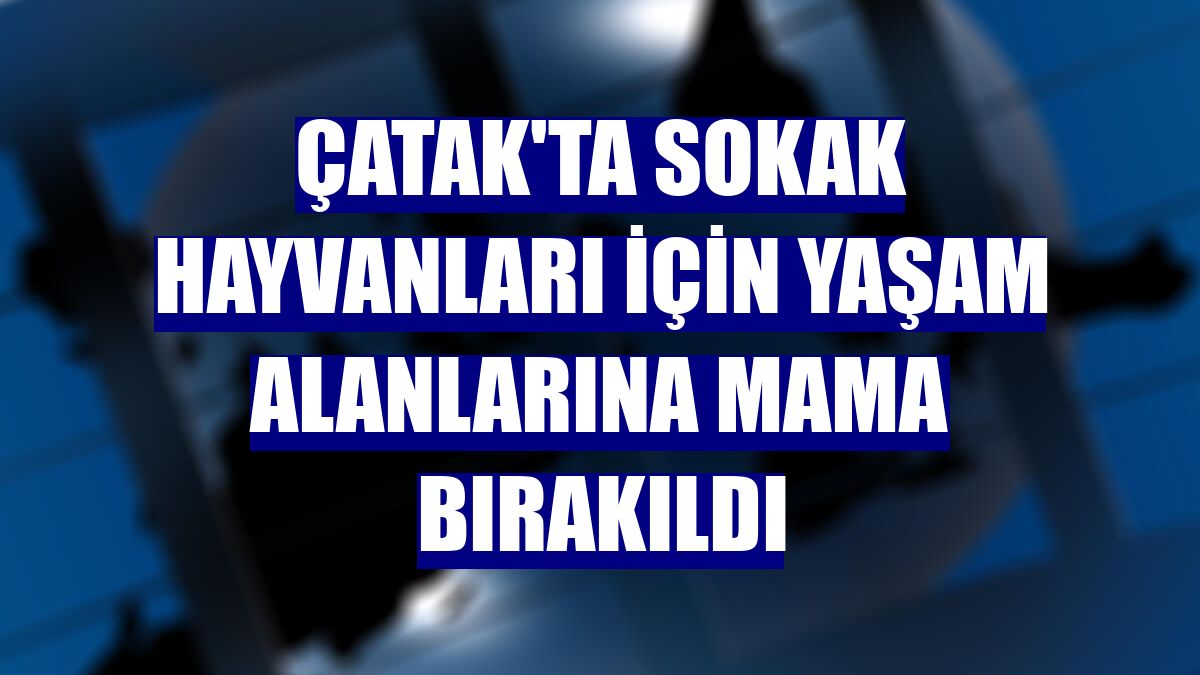 Çatak'ta sokak hayvanları için yaşam alanlarına mama bırakıldı